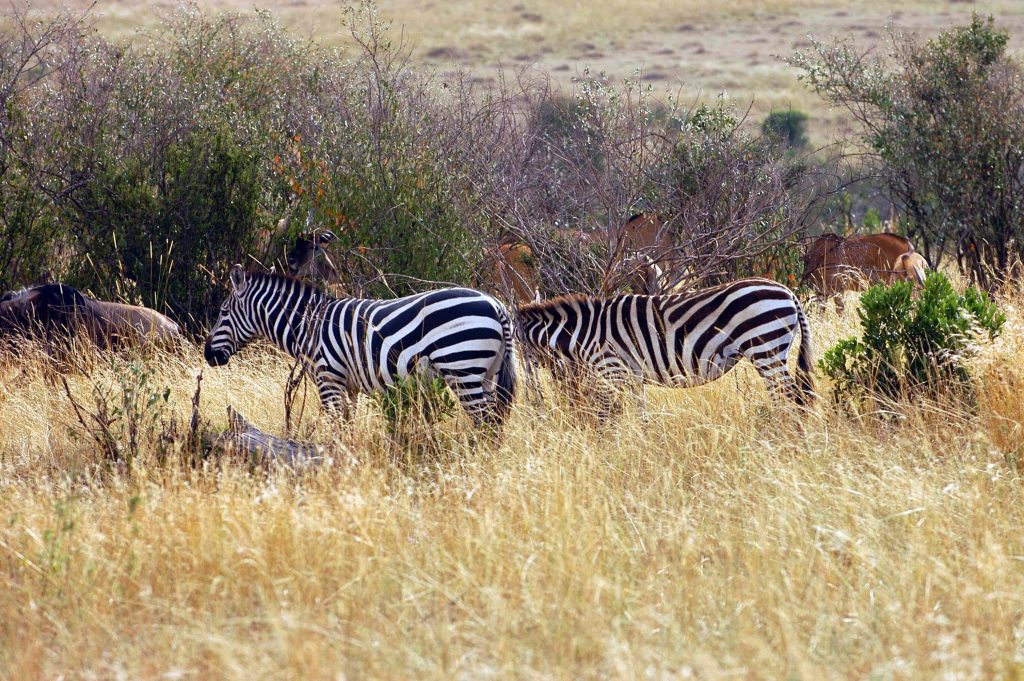 Έχετε αναρωτηθεί; – Γιατί οι ζέβρες έχουν ραβδώσεις;