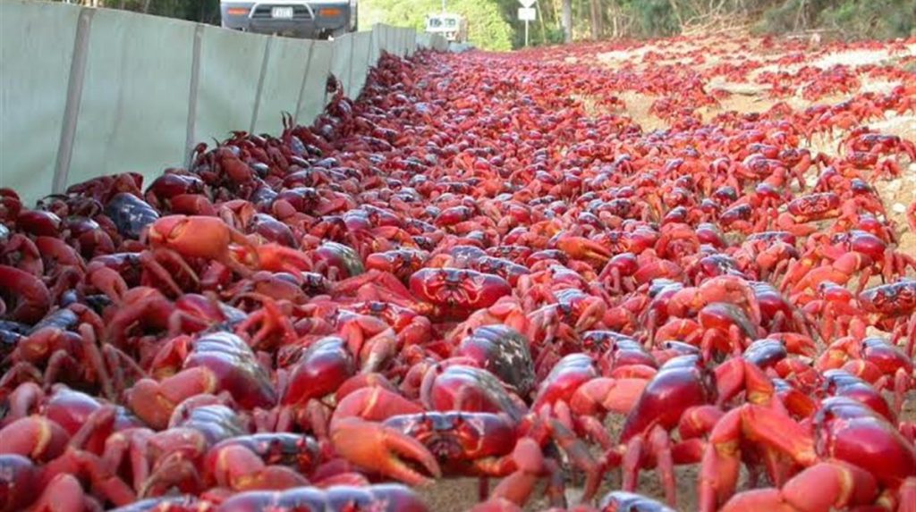 Μοναδικό θέαμα στην Αυστραλία: Καβούρια κλείνουν τους δρόμους για να γεννήσουν (βίντεο)