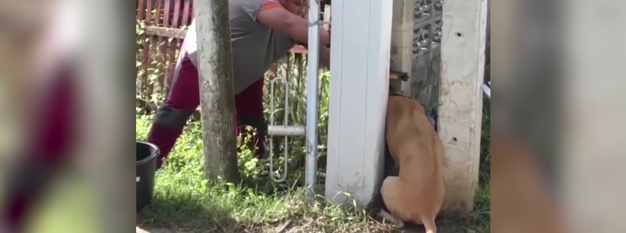 Ταϊλάνδη: Aδέσποτος σκύλος εγκλωβίστηκε με το κεφάλι στη χαραμάδα ενός φράχτη (βίντεο)