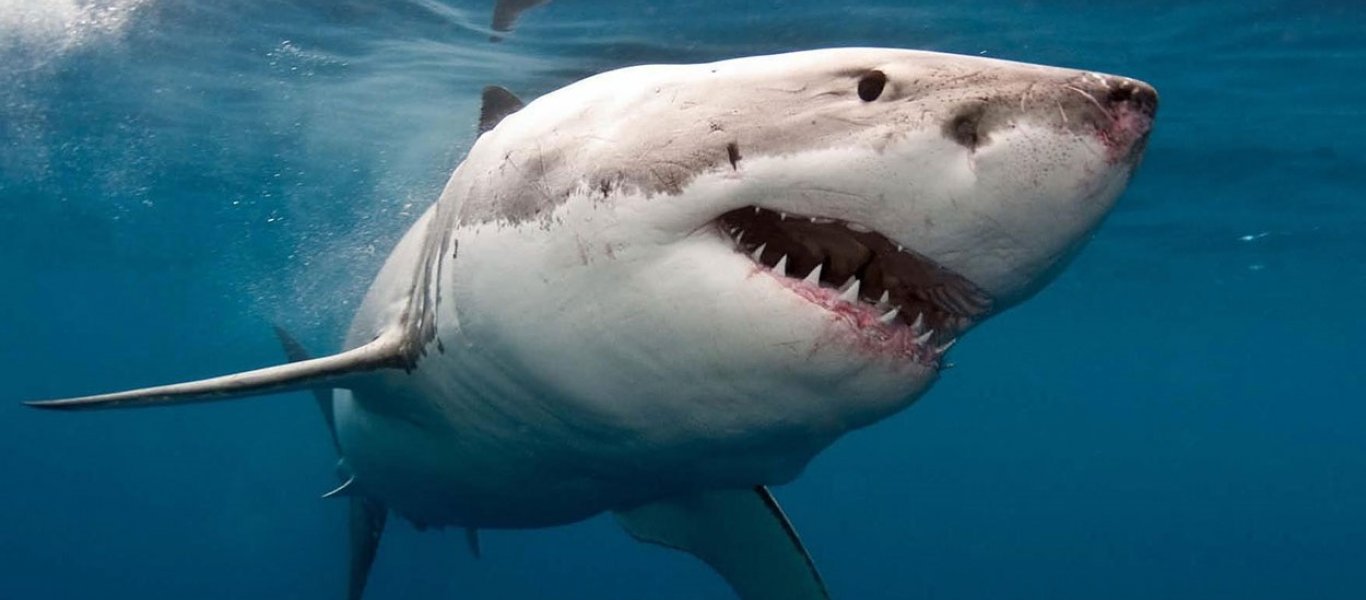Αυστραλία: Kολυμβητές κολυμπούν ανάμεσα σε καρχαρίες και «κόβουν» την ανάσα (βίντεο)