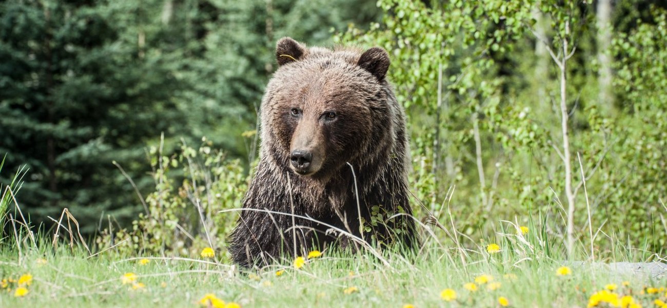 Τροχαίο στην Μεσοποταμία Καστοριάς με θύμα μία αρκούδα 250 κιλών (φώτο)