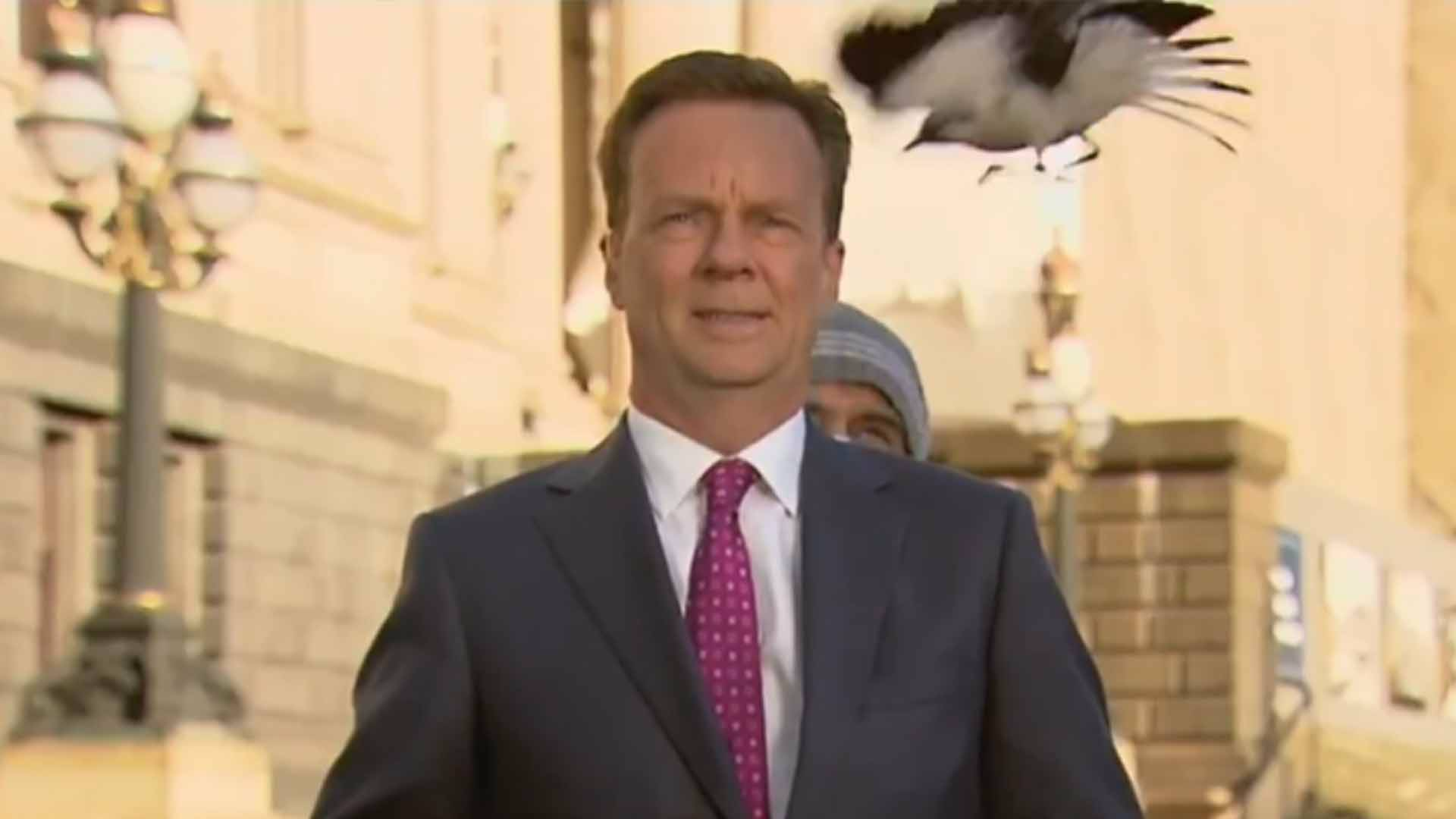 Αυστραλία: Δημοσιογράφος δέχεται… επίθεση από πουλί σε ζωντανή μετάδοση (βίντεο)