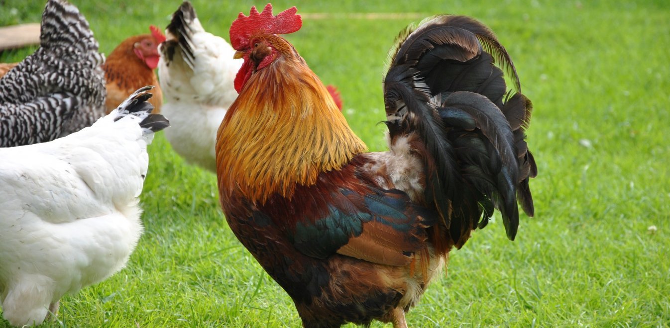 Φιλιππίνες: Κόκορας σκότωσε με τα… νύχια του αστυνομικό (φώτο)