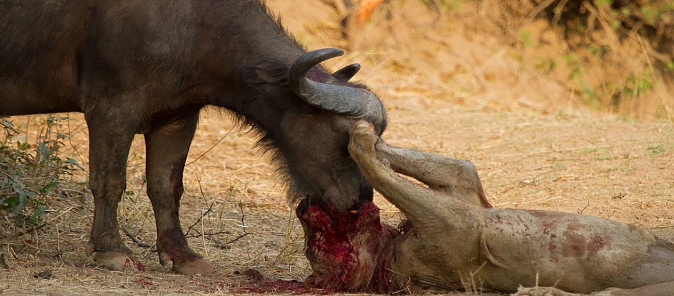 Μάχες μέχρι «θανάτου» ανάμεσα σε άγρια ζώα (βίντεο)