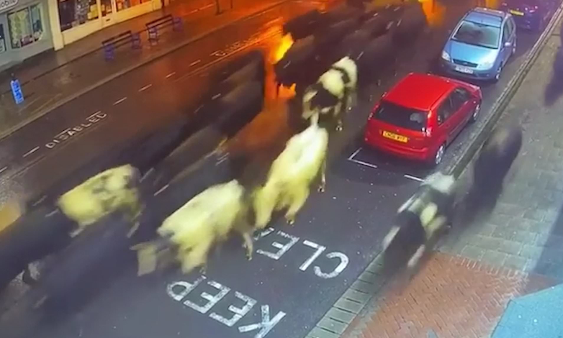 Περισσότερες από 80 αγελάδες το έσκασαν και ξεχύθηκαν στους δρόμους – Χρειάστηκε η αστυνομία για να τις μαζέψει (βίντεο)