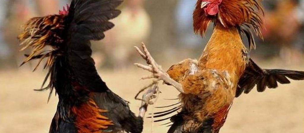Φιλιππίνες: Αστυνομικός πήγε να σταματήσει κοκορομαχία και τον σκότωσε ο κόκορας