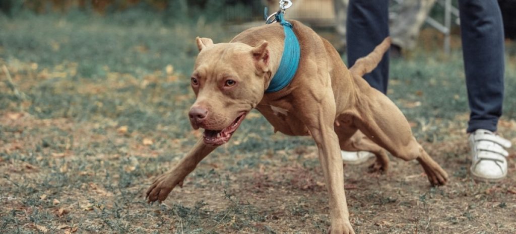 Νότια Αφρική: Πίτμπουλ κατασπάραξε 3χρονο κωφάλαλο αγοράκι (φωτό)