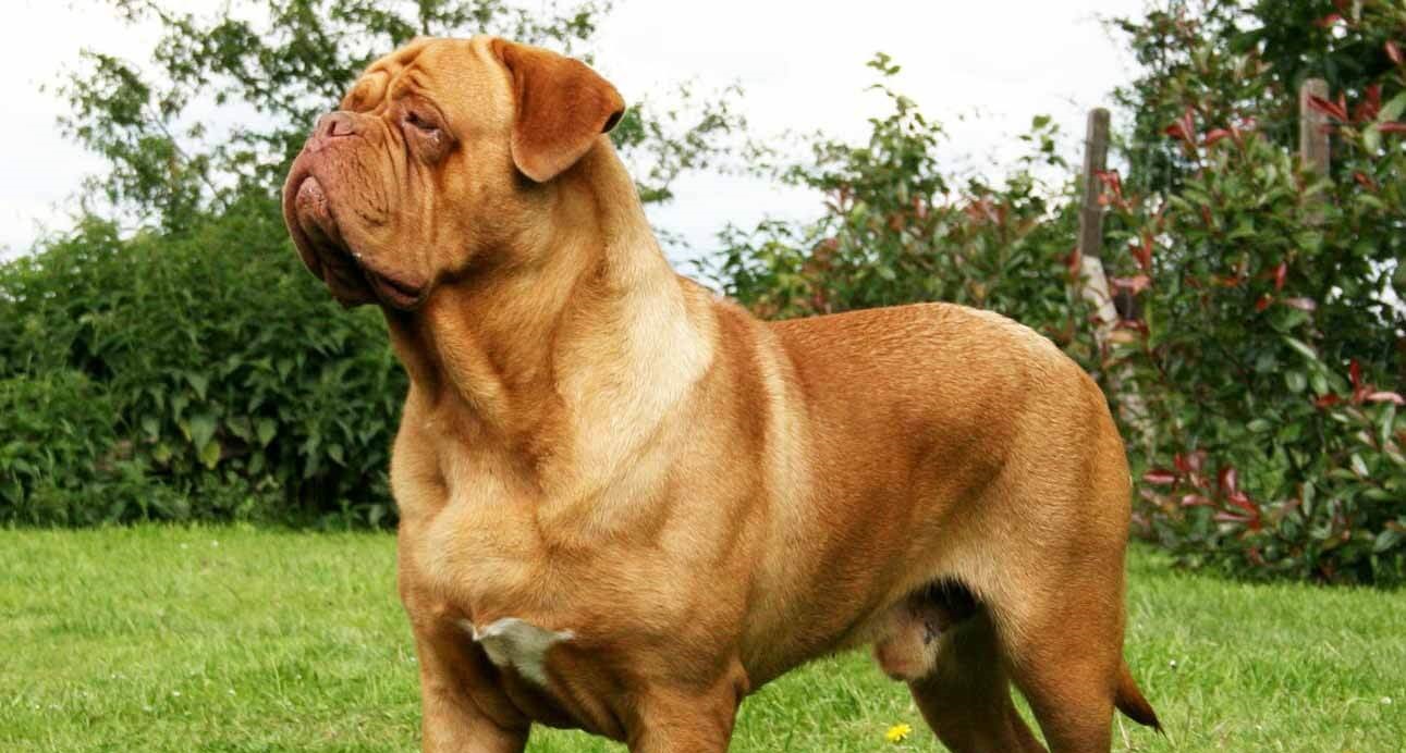 Οι 10 πιο μεγαλόσωμες ράτσες σκύλων (φώτο)