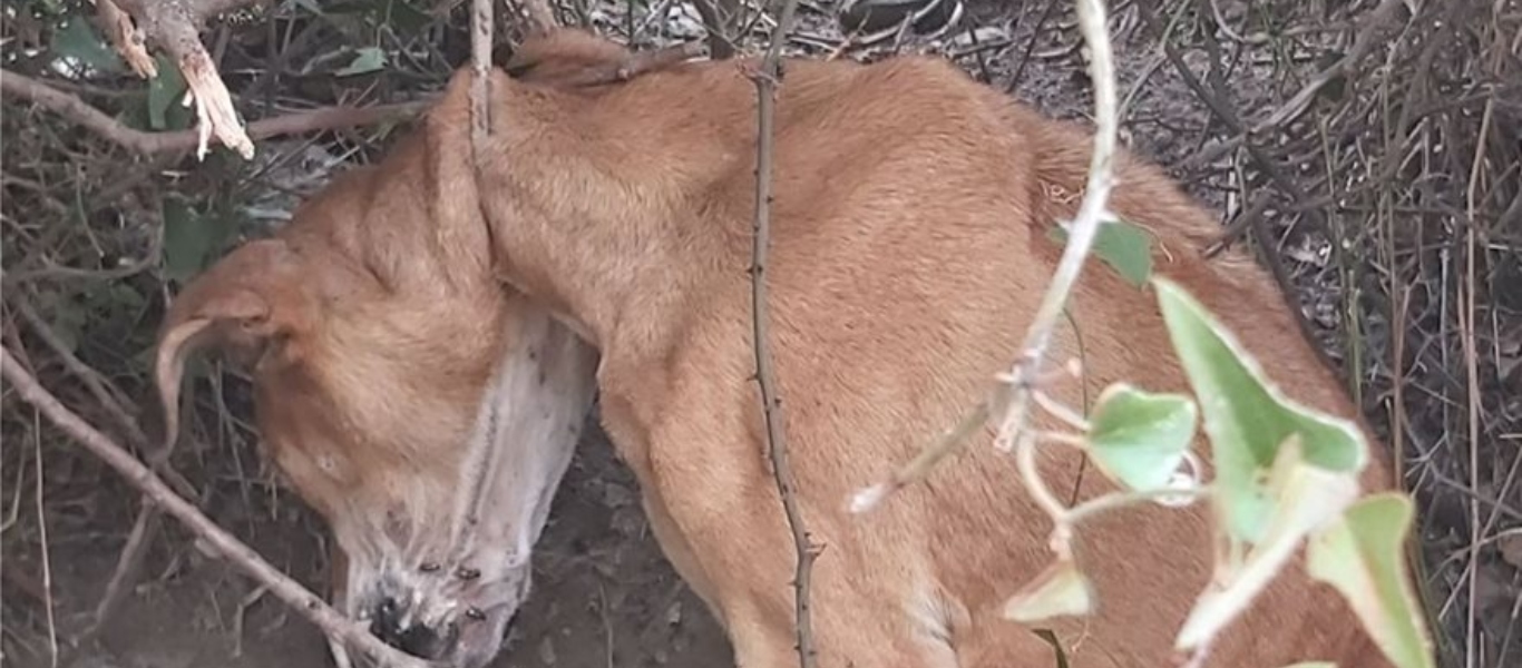Κερατέα: Σοκαριστικές εικόνες με σκύλο κρεμασμένο σε δέντρο (φώτο)
