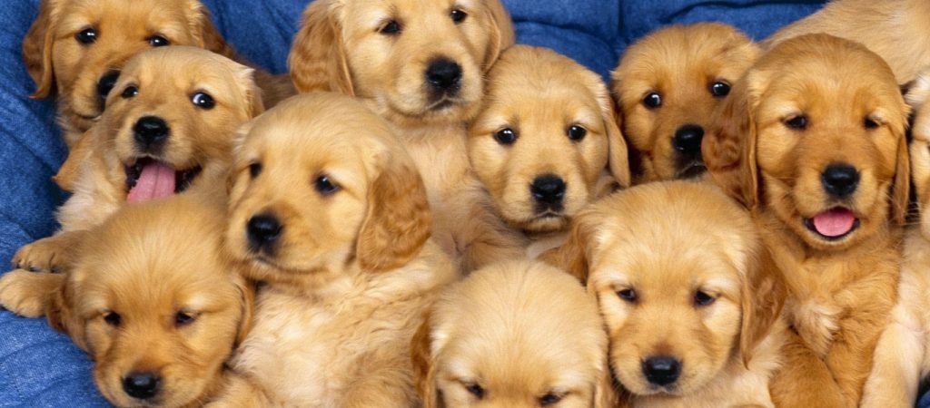 Δήμος Αχαρνών: Χειροπέδες σε γυναίκα που πέταξε κουτάβια στα σκουπίδια