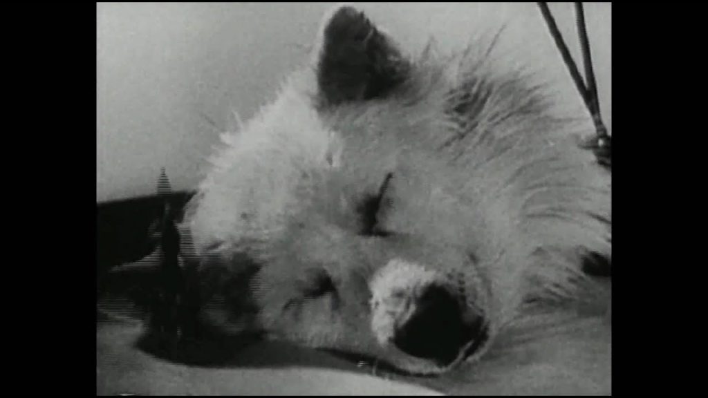 Τα άκρως απόρρητα σοβιετικά πειράματα: Επιστήμονες «επανέφεραν» σκύλο στη ζωή! (βίντεο)