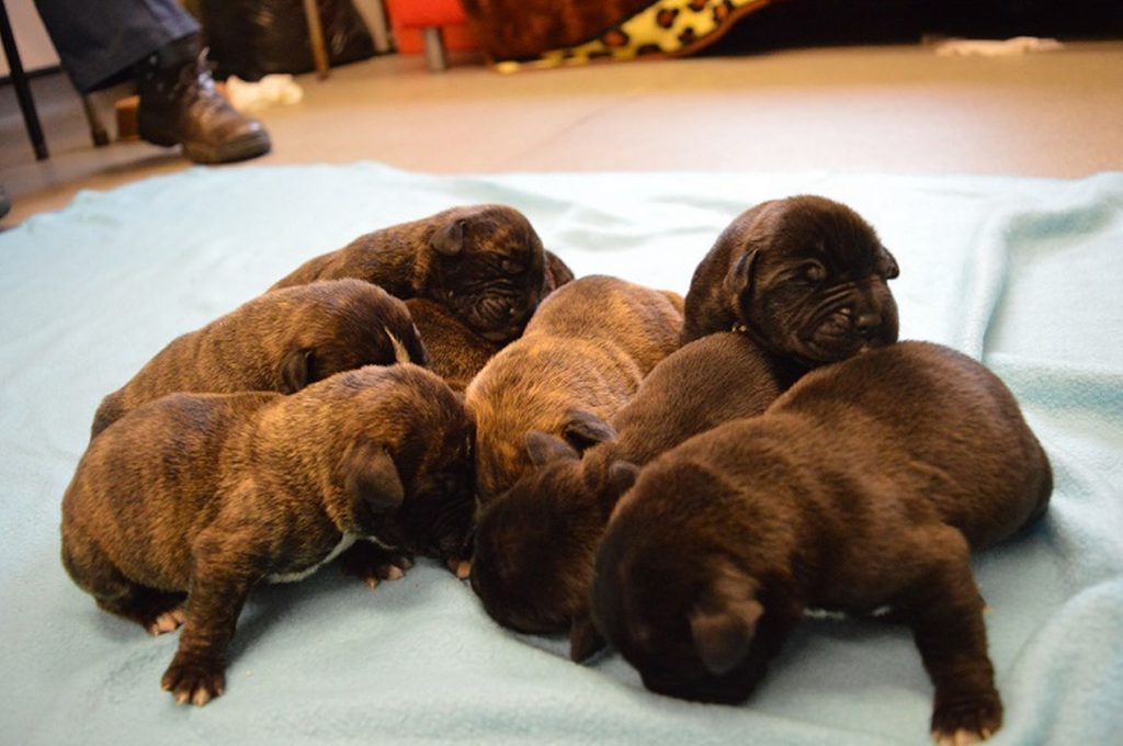 Κρήτη: Δηλητηρίασαν με φόλα επτά αδέσποτα κουτάβια (φωτο)