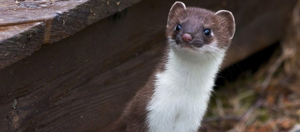 Δανία: Υπό αυστηρό lockdown περιοχές που εντοπίστηκαν βιζόν με μεταλλαγμένο στέλεχος του ιού