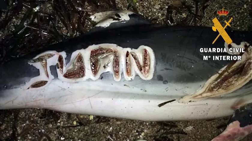 Ισπανία: Σοκαριστικές εικόνες με ακέφαλα δελφίνια σε παραλίες – Έρευνες από τις αρχές (φώτο)