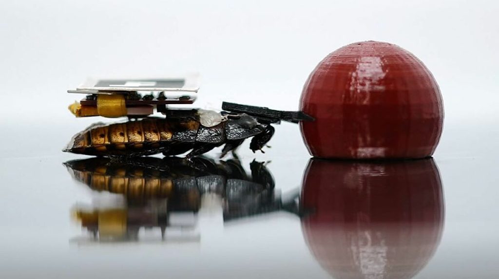 Ιαπωνία: Ερευνητές έφτιαξαν κατσαρίδες-cyborg – Θα αναλάβουν δύσκολες «αποστολές» (βίντεο)