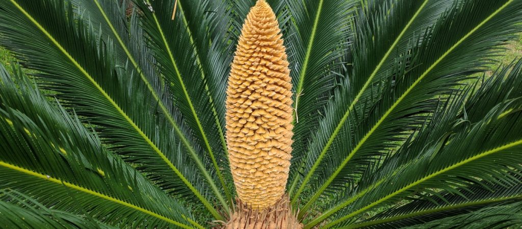 Προϊστορικά φυτά αναπτύσσονται σε εξωτερικούς χώρους λόγω της κλιματικής αλλαγής