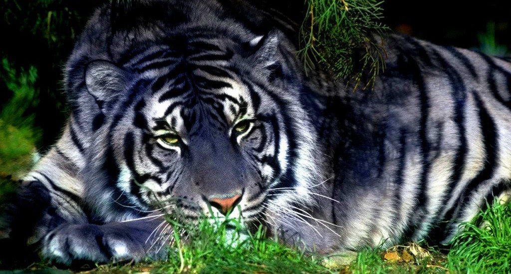 Ινδία: Σπάνια μαύρη τίγρη φωτογραφήθηκε από έναν ερασιτέχνη φωτογράφο (βίντεο)