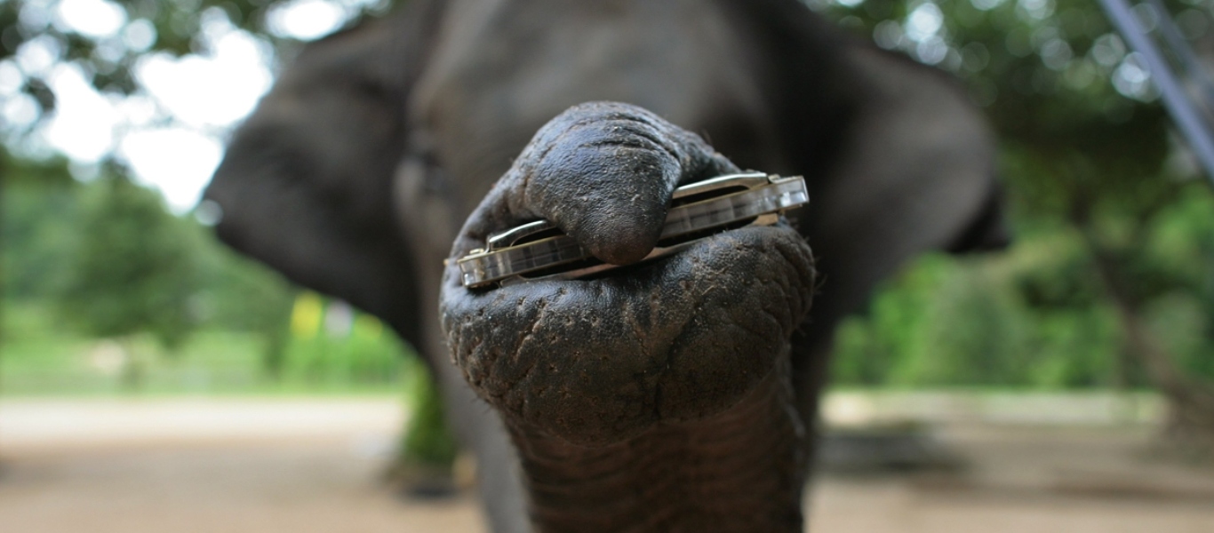 Ινδία: Ελέφαντας με μοναδικό κούρεμα παίζει φυσαρμόνικα και τραβάει τα βλέμματα (βίντεο)