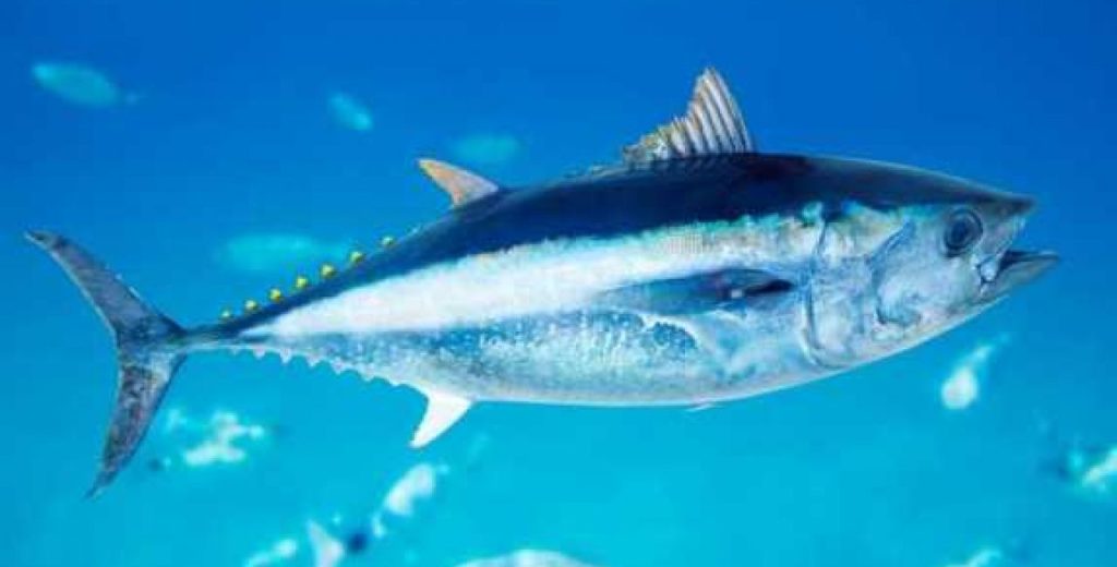 Κι όμως υπάρχει ένα ψάρι που ζει… στη στεριά (φωτο)