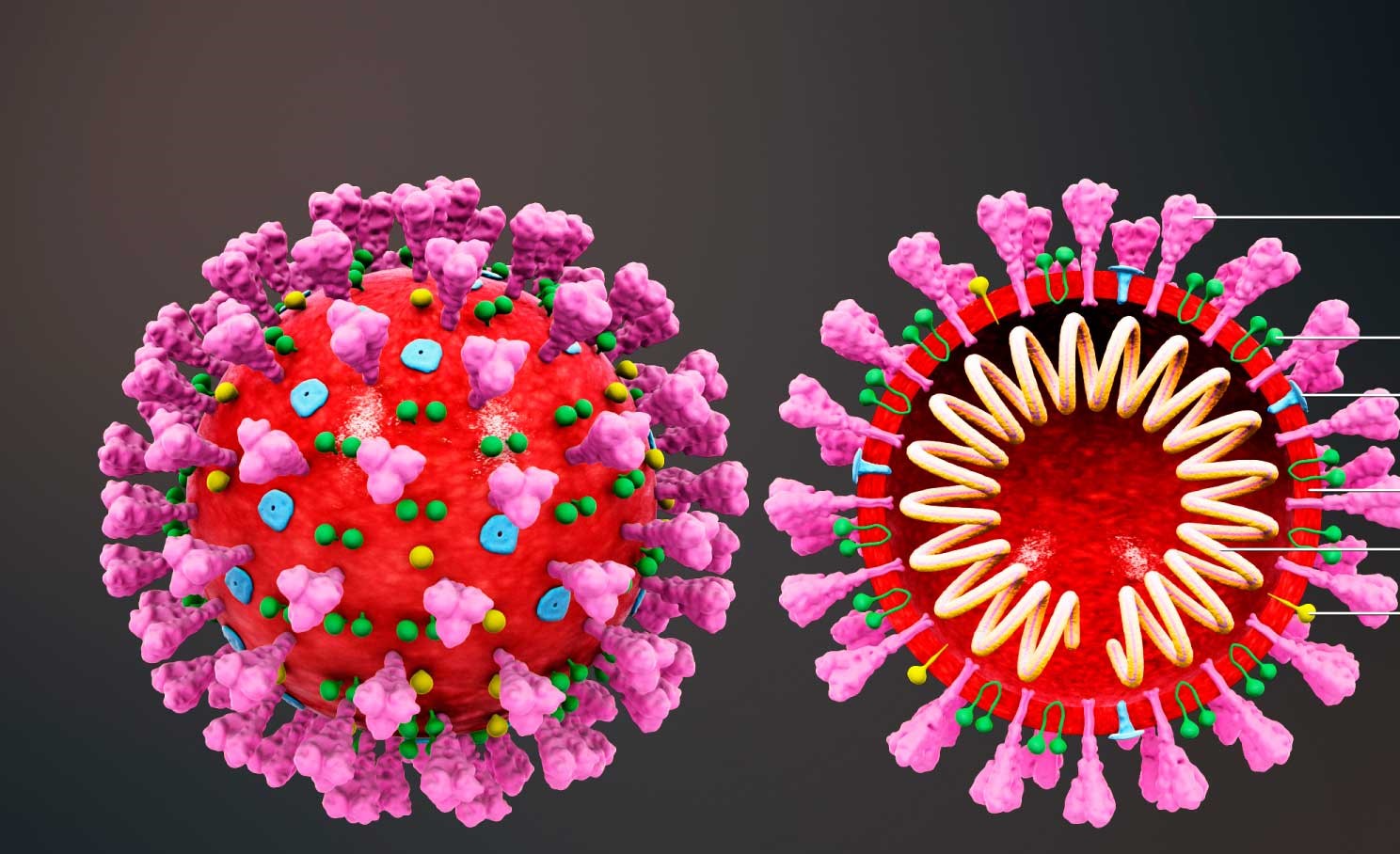 SARS-CoV-2: Eπιστήμονες δημιούργησαν το πιο ακριβές 3D μοντέλο του (βίντεο)