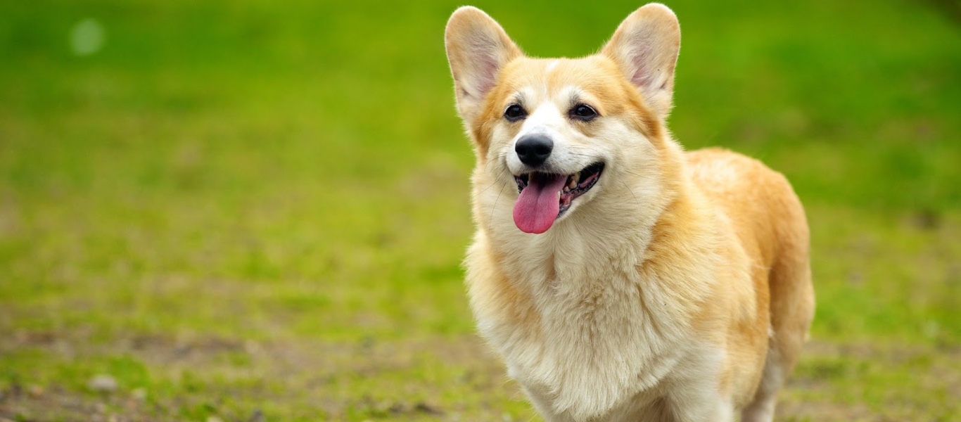 Σκύλος έγινε viral στο διαδίκτυο – Απίθανη η αντίδρασή του όταν τον έπιασαν να τρώει γλυκοπατάτες (βίντεο)