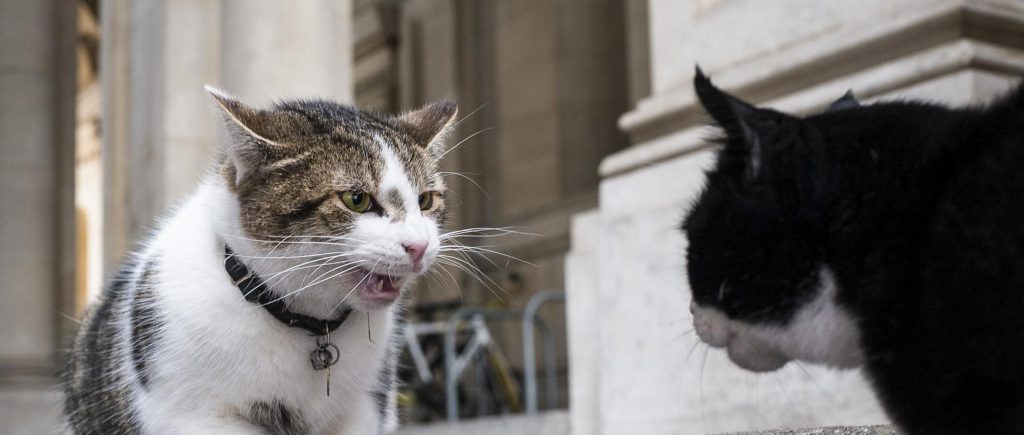 O επικός καβγάς ανάμεσα σε δύο γάτες που έγινε viral (βίντεο)