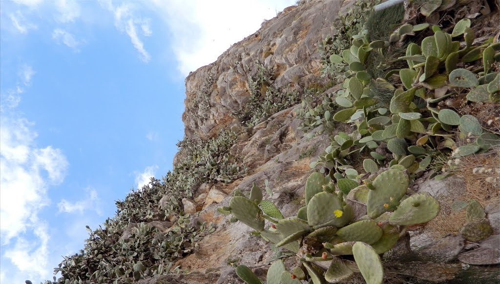 Λόφος της Αρβανιτιάς: Το εκπληκτικό «δάσος» με τους αμέτρητους κάκτους (βίντεο)