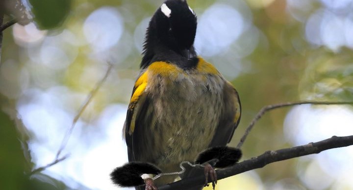Νέα Ζηλανδία:  Πουλάκι έχει τους μεγαλύτερους όρχεις στο βασίλειο των πτηνών (βίντεο)
