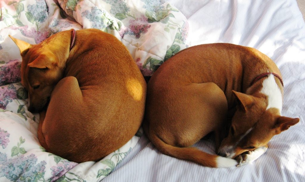 Αυτός είναι ο λόγος που ο σκύλος «κουλουριάζεται» για να κοιμηθεί