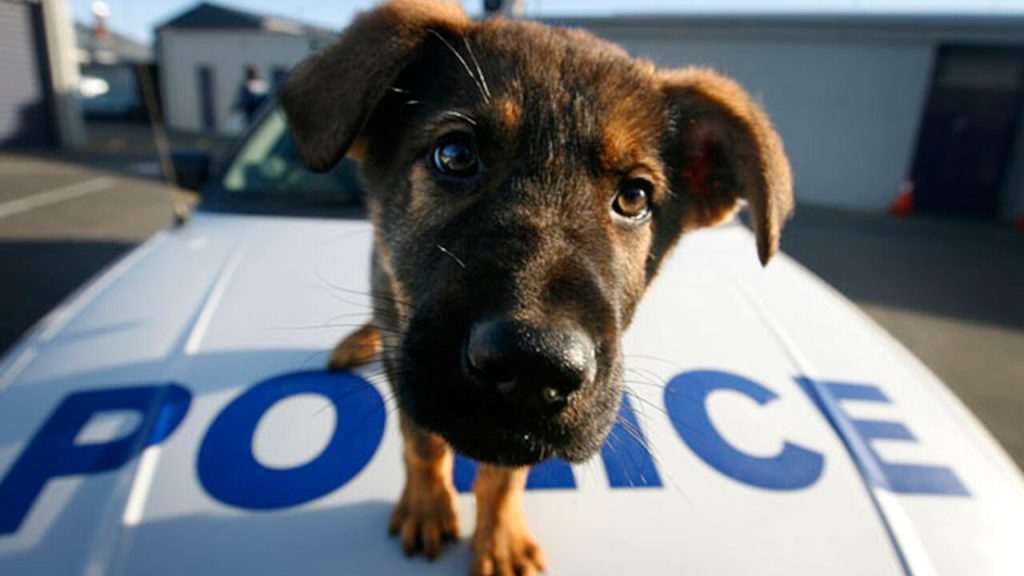 Πρόσβαση στη βάση δεδομένων ζώων συντροφιάς του ΥΠΑΑΤ αποκτά η ΕΛ.ΑΣ.