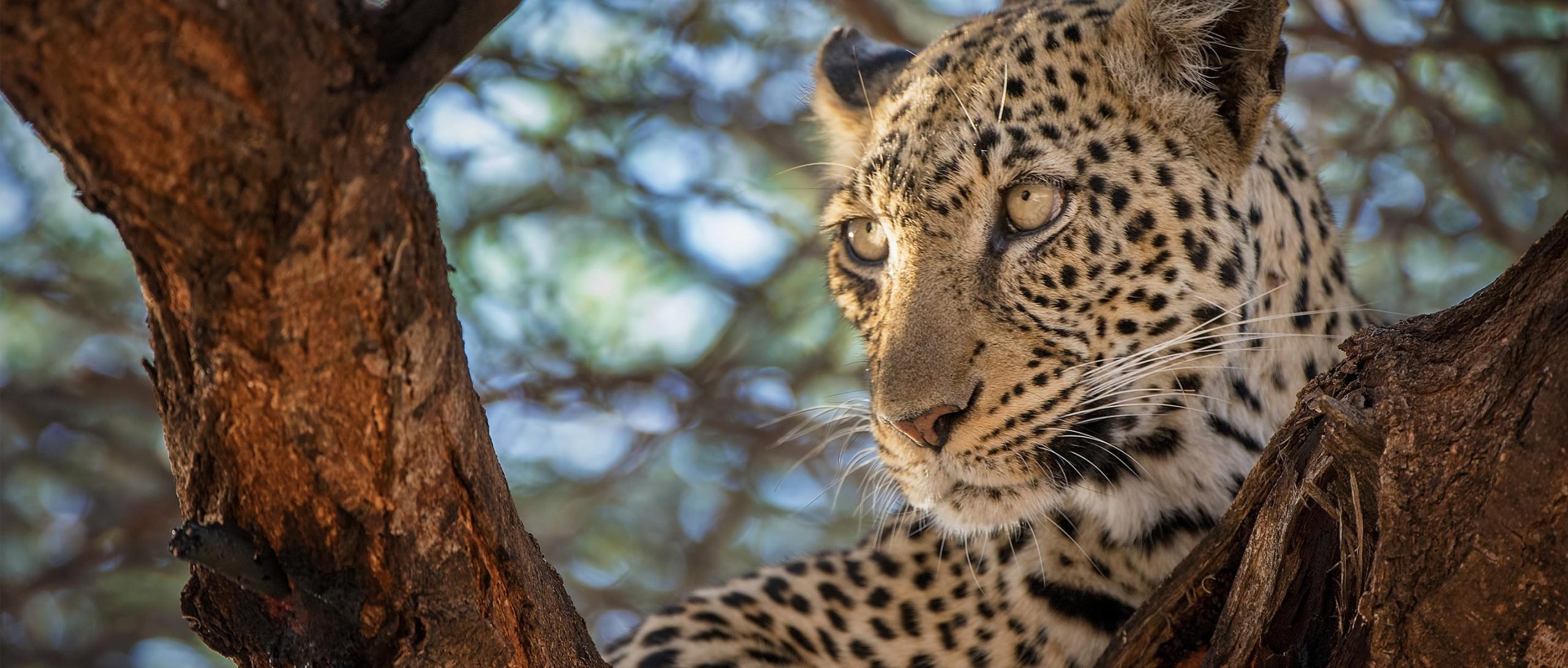 Νότια Αφρική: Λεοπάρδαλη έστησε την ενέδρα της ψηλά σε ένα δέντρο και… όρμησε σε αντιλόπη  (βίντεο)