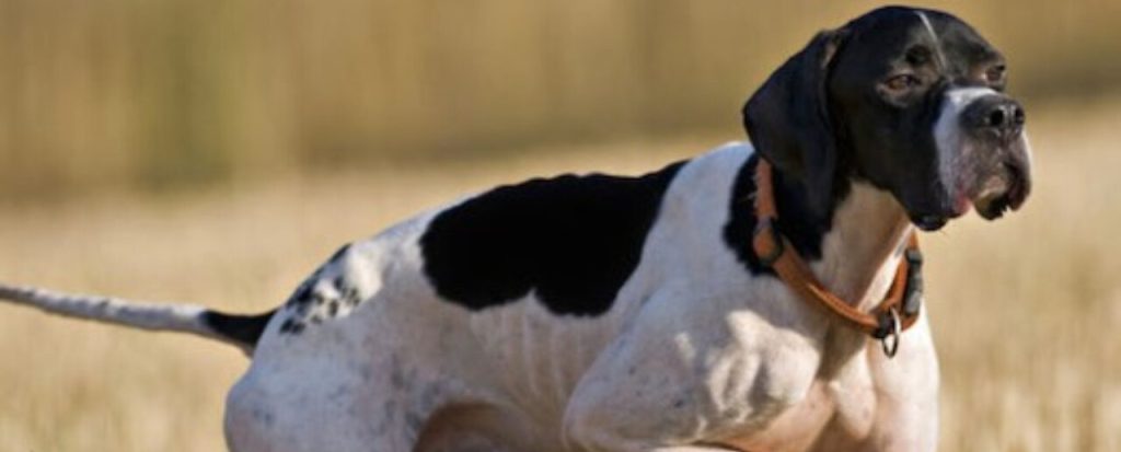 Ρόδος: Οι κυνηγοί βγαίνουν στους δρόμους με τα σκυλιά τους για να διαμαρτυρηθούν για τα κυβερνητικά μέτρα