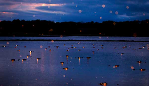 Πώς φαίνονται οι αλιγάτορες τη νύχτα; – Τρομακτικές εικόνες! (φωτο)