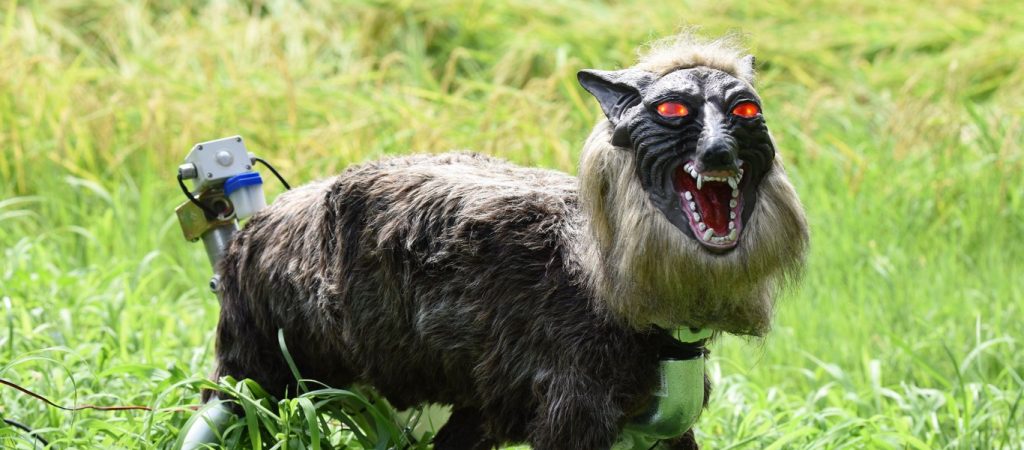 Ιαπωνία: Τοποθετούν λύκους-ρομπότ για την αποφυγή επιθέσεων από αρκούδες (βίντεο)