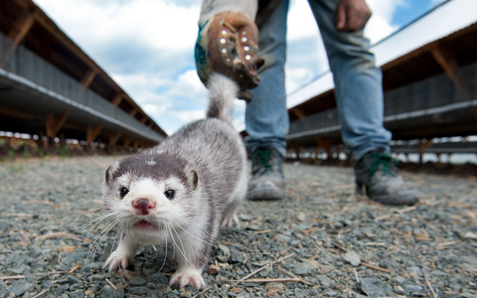 Δανία: Η θανάτωση των μινκ έφερε τριγμούς στην κυβέρνηση – «Ήταν λύση πανικού»
