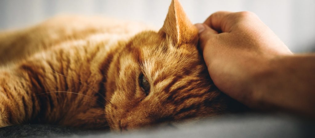 Αυτή είναι η πρώτη εφαρμογή που μεταφράζει τα νιαουρίσματα της γάτας (βίντεο)