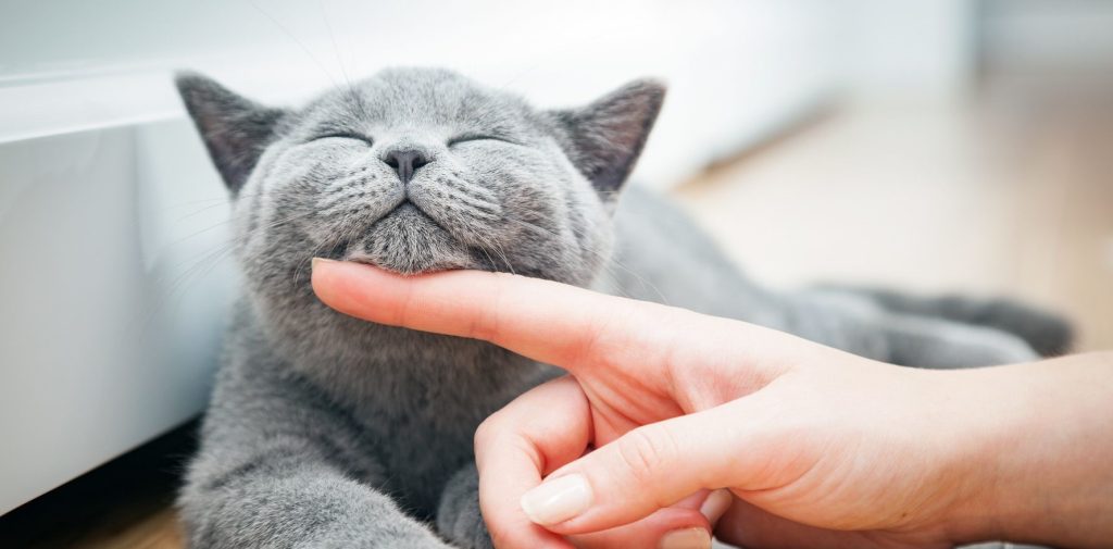 Η πρώτη «έξυπνη» εφαρμογή που μεταφράζει τα νιαουρίσματα των γατών (βίντεο)