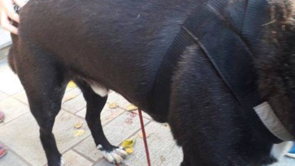 Bόλος: Με στολή προστασίας από τον κορωνοϊό είχε μεταμφιεστεί ο «τοξότης» που τραυμάτισε σκύλο (φωτο)