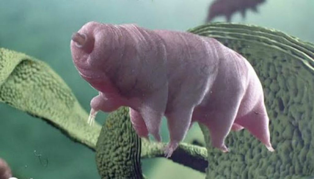 Το μικροσκοπικό πλάσμα που θα καταφέρει να επιζήσει σε οποιαδήποτε καταστροφή εμφανιστεί στον πλανήτη (φωτο)