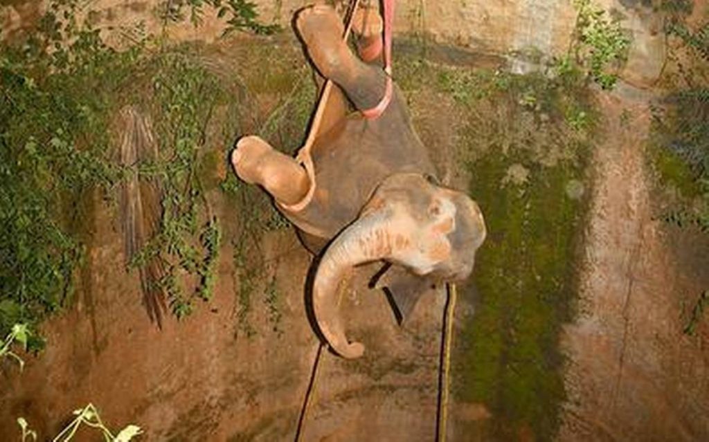 Εικόνες από τη διάσωση ενός ελέφαντα που είχε πέσει σε πηγάδι (βίντεο)