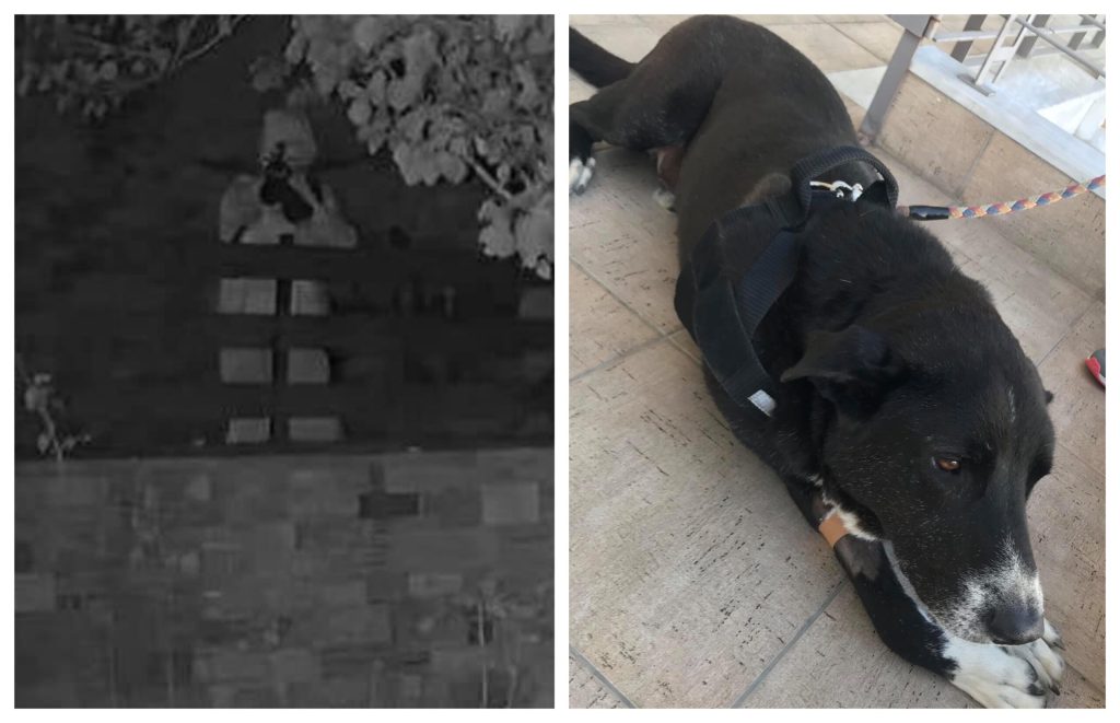 Βόλος: Έριξε σε σκύλο βέλος γιατί… τον ενοχλούσε στο διάβασμα