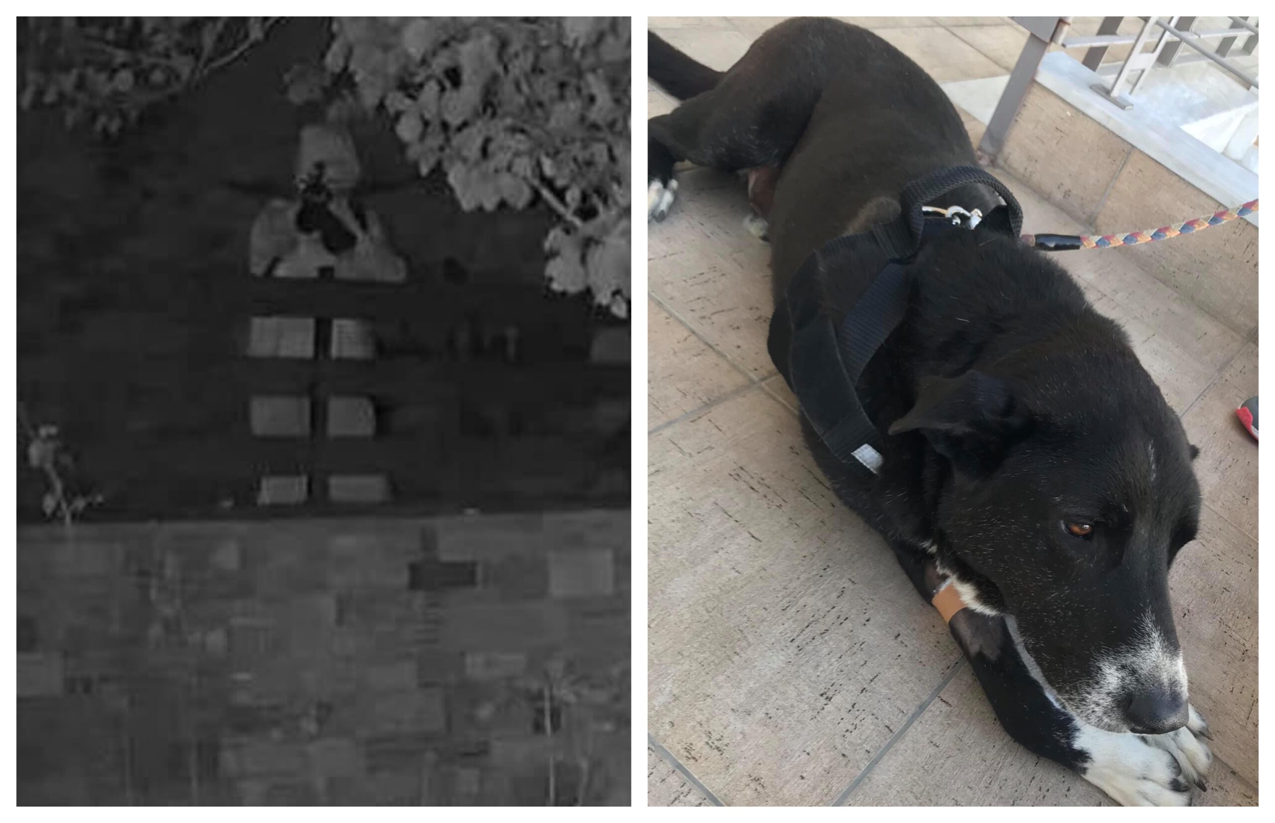 Βόλος: Έριξε σε σκύλο βέλος γιατί… τον ενοχλούσε στο διάβασμα