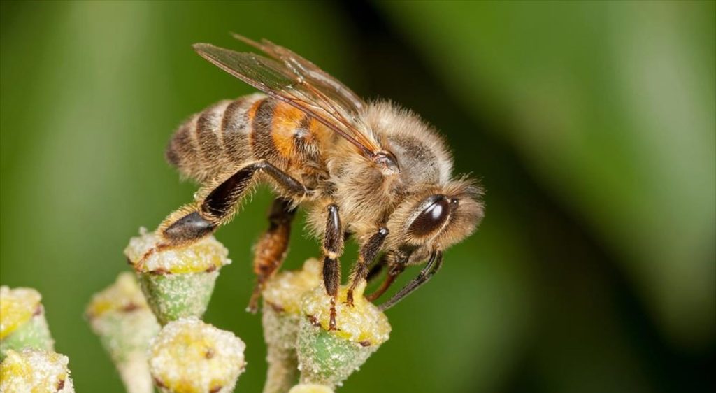Ζάκυνθος: Mέλισσες σκότωσαν άνδρα – Έπαθε αλλεργικό σοκ από τα τσιμπήματα