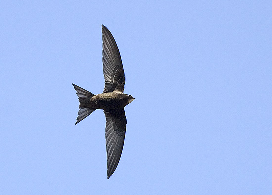 Πουλί με… μουστάκι χαρίζει ξεκαρδιστικό θέαμα! (φωτο)