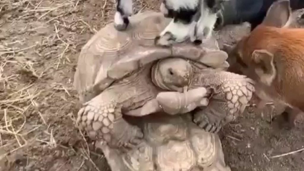 Χελώνες κάνουν… «τρελίτσες» την ώρα που μία κατσίκα ανεβαίνει πάνω τους και γουρουνάκια τους «παίρνουν μάτι» (βίντεο)
