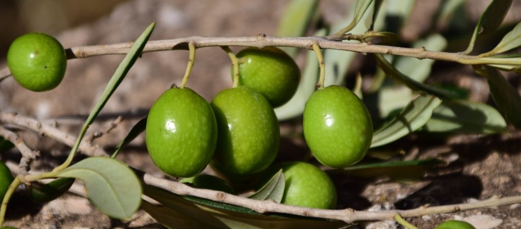 Μεγάλη αύξηση στην φετινή σοδειά της επιτραπέζιας ελιάς – Υπολογίζεται στους 14.000 τόνους