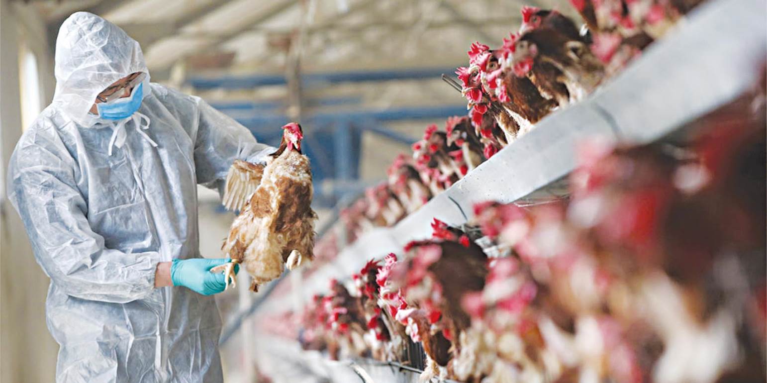 Γρίπη των πτηνών: Η Ολλανδία προχώρησε στη θανάτων 190.000 πουλερικών σε δύο εκτροφεία