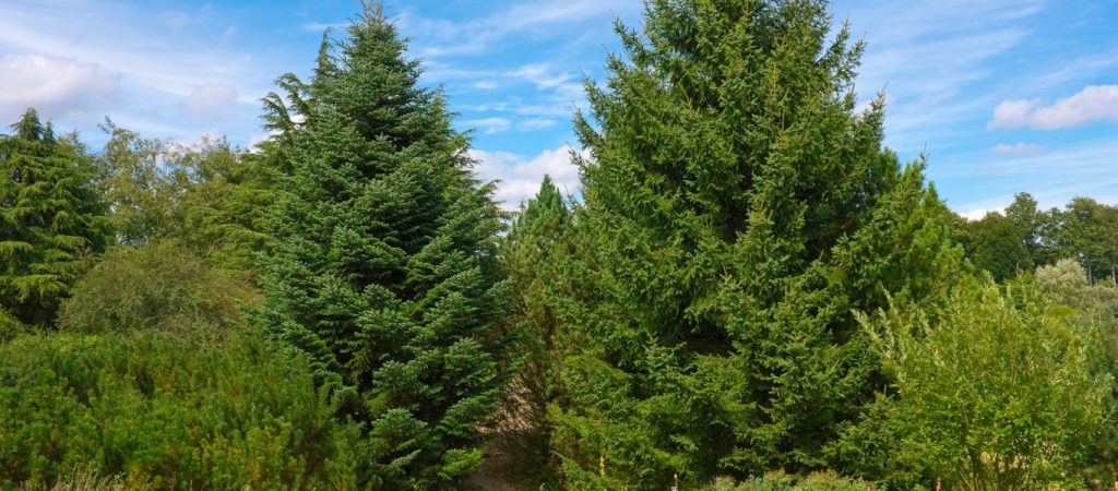 Στην αναμονή οι παραγωγοί ελάτων – Άγνωστο αν θα υπάρξει ζήτηση στις φετινές γιορτές