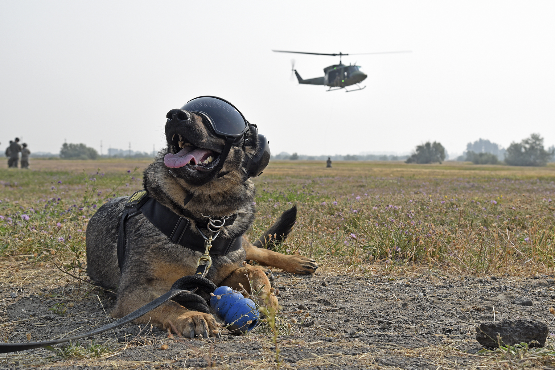 Διαγωνισμός για την ένταξη 193 στρατιωτικών σκύλων στις Ένοπλες Δυνάμεις