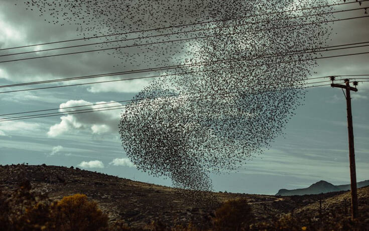 Εντυπωσιακό σκηνικό στην επαρχιακή οδό Λαμίας – Λιβαδειάς – Τεράστιο σμήνος από ψαρόνια γέμισε τον ουρανό (φώτο-βίντεο)